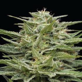 Hella Jelly > Humboldt Seed Company